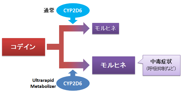 リン酸コデイン は12歳未満に使っても良い 呼吸抑制と日本人のcyp2d6 お薬q A Fizz Drug Information